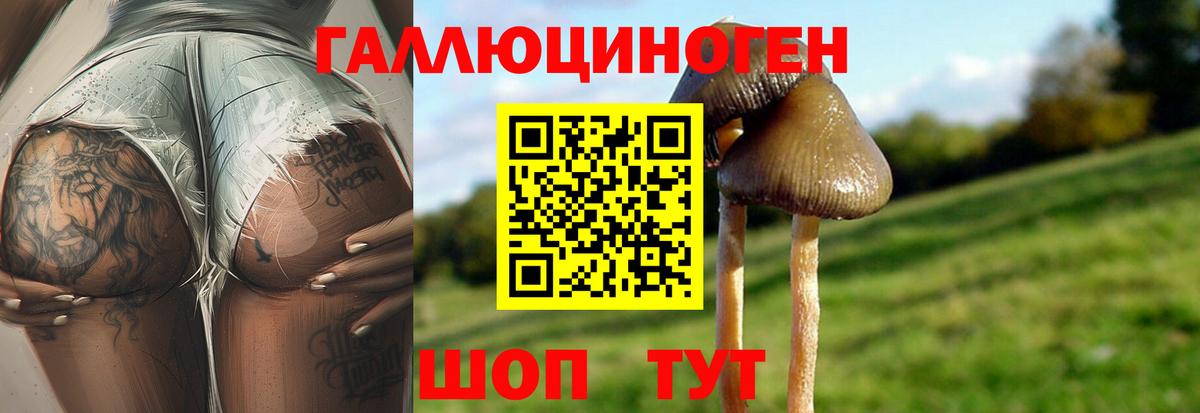 Псилоцибиновые грибы Psilocybe  Вход с VPN  Азнакаево 